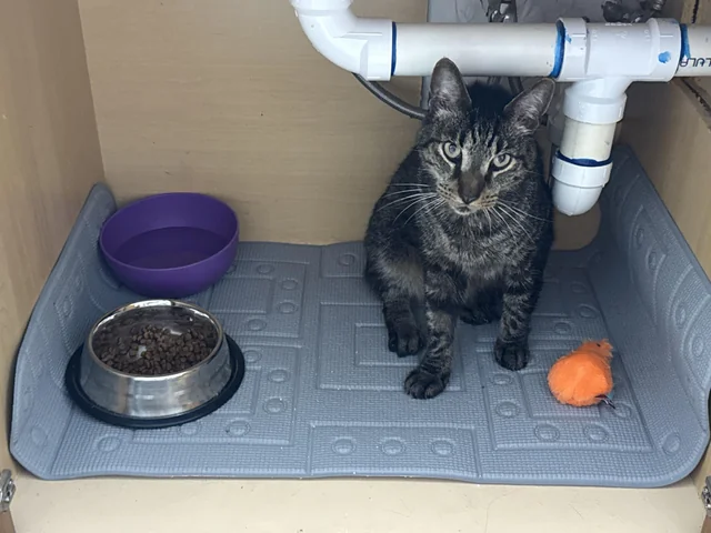 Found cat