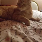 Found Cat in Moncton