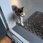 Found cat