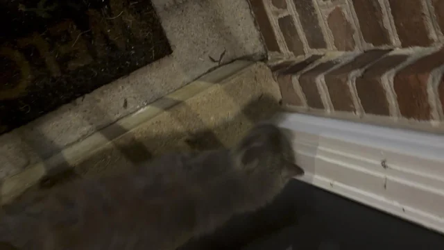 Found Cat in Richmond