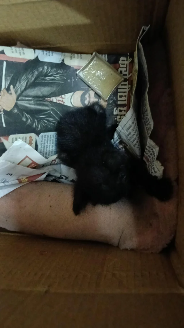 Found cat