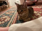 Found cat
