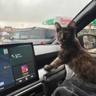 Lost Cat in California