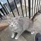 Found cat