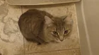 Found cat
