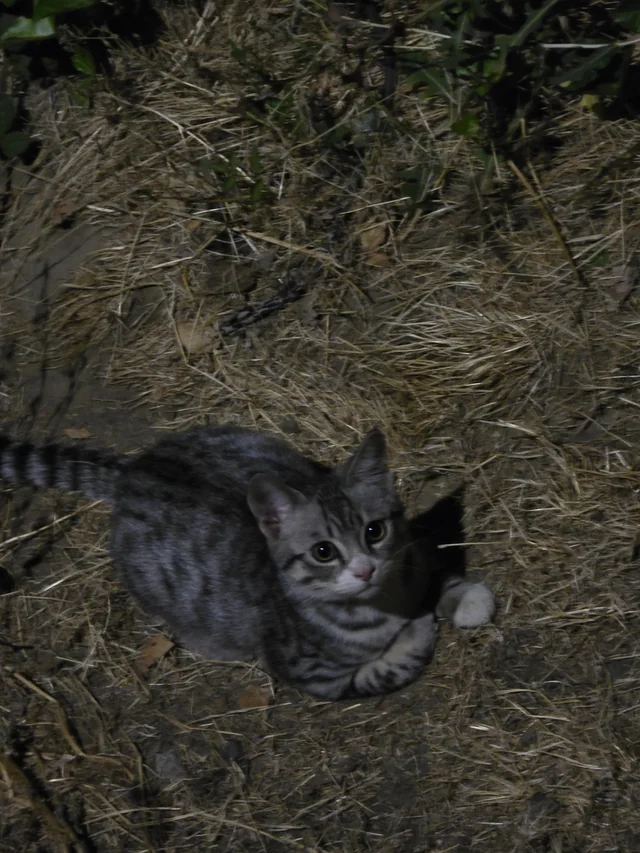 Found cat