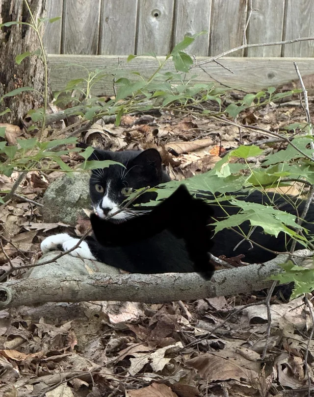 Found Cat in Hamden