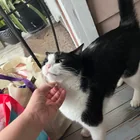 Found cat