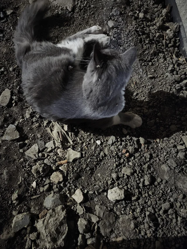Found cat