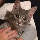Found cat