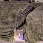 Found cat