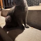 Found cat
