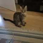 Found cat