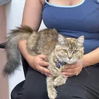Found Cat in Inland Empire
