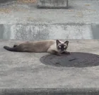 Found cat