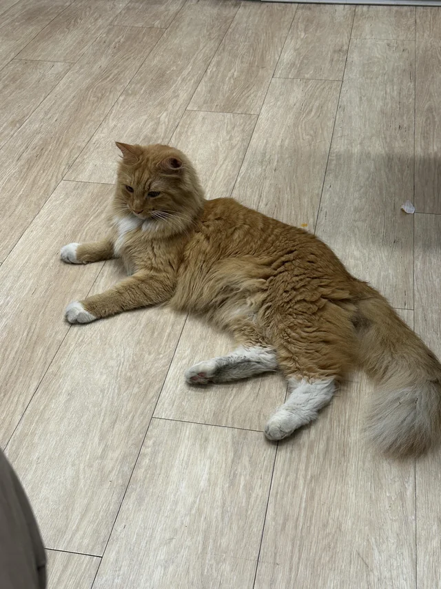 Found Cat in Chicago