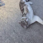Found cat