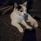 Found Cat in Philadelphia