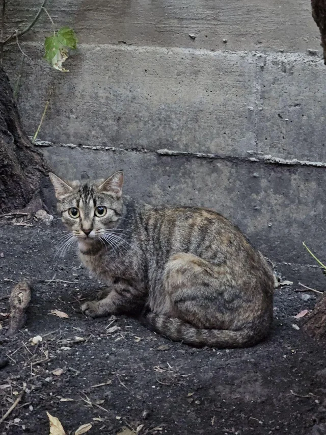 Found Cat in Winnipeg