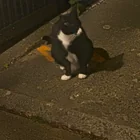 Found Cat in Albany