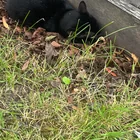 Found cat