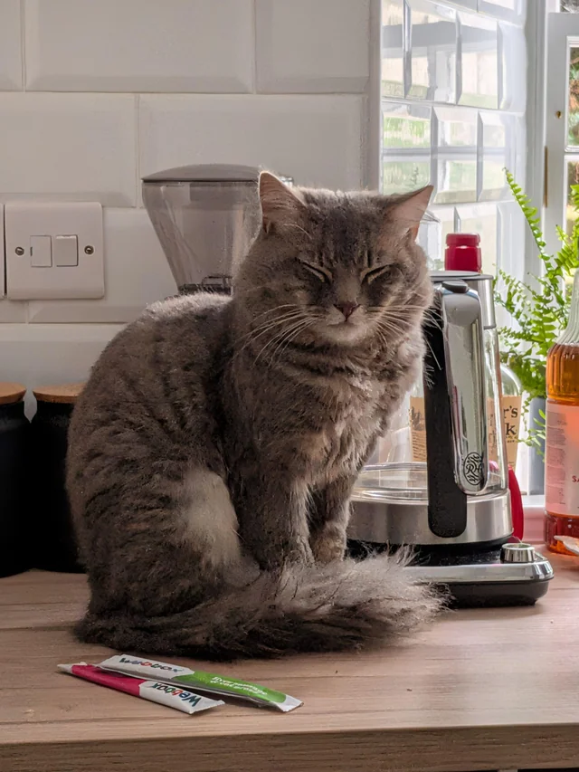 Found cat