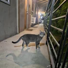 Found cat