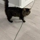 Found cat