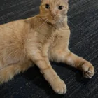 Found cat