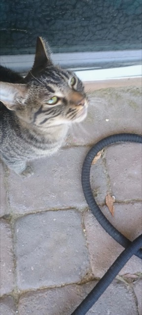 Found cat