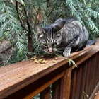 Found cat