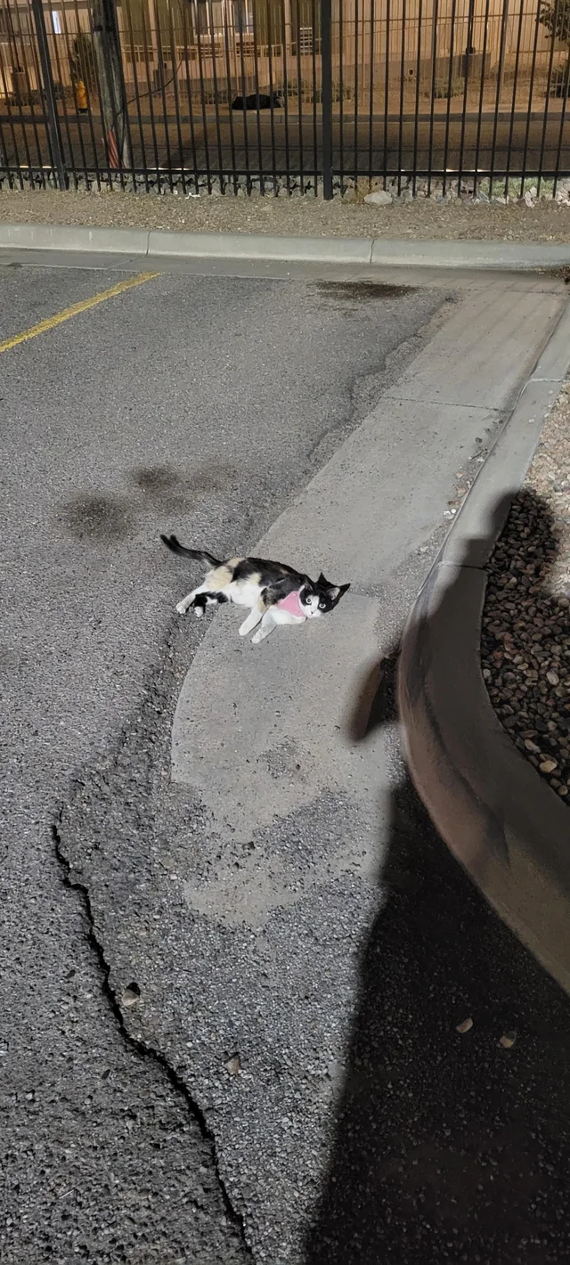 Found cat
