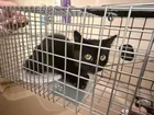 Found Cat in Colonie
