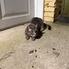 Found Cat in Richmond