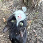 Found cat