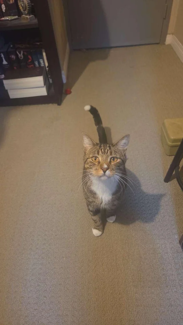 Found Cat in Winnipeg