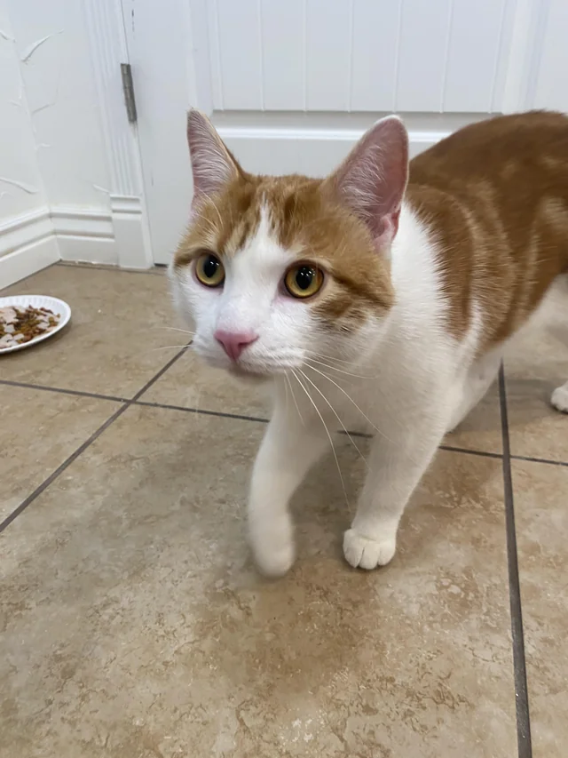 Found cat