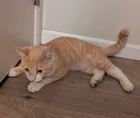 Found cat