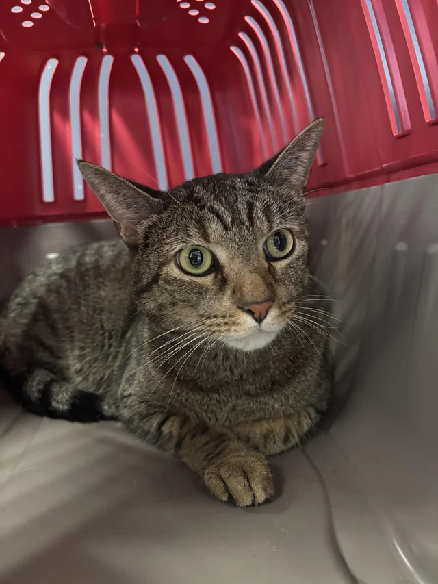 Found cat