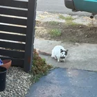 Found cat