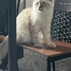 Found cat