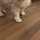 Found cat