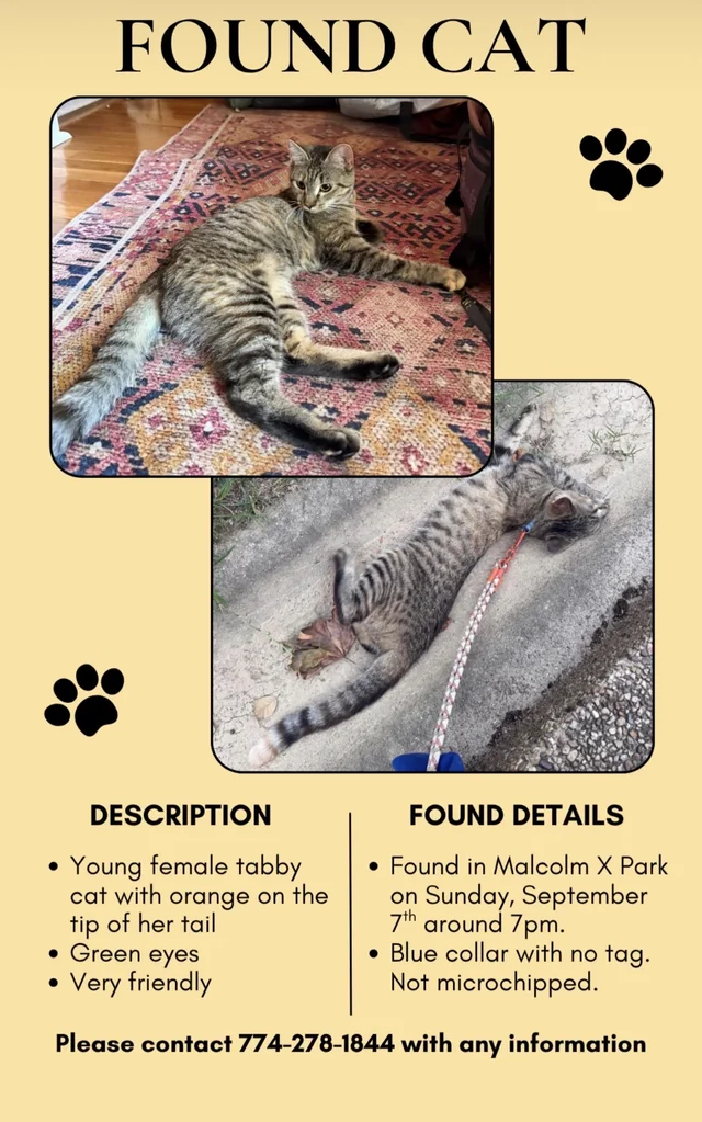 Found Cat in Washington