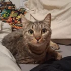 Found Cat in Baltimore