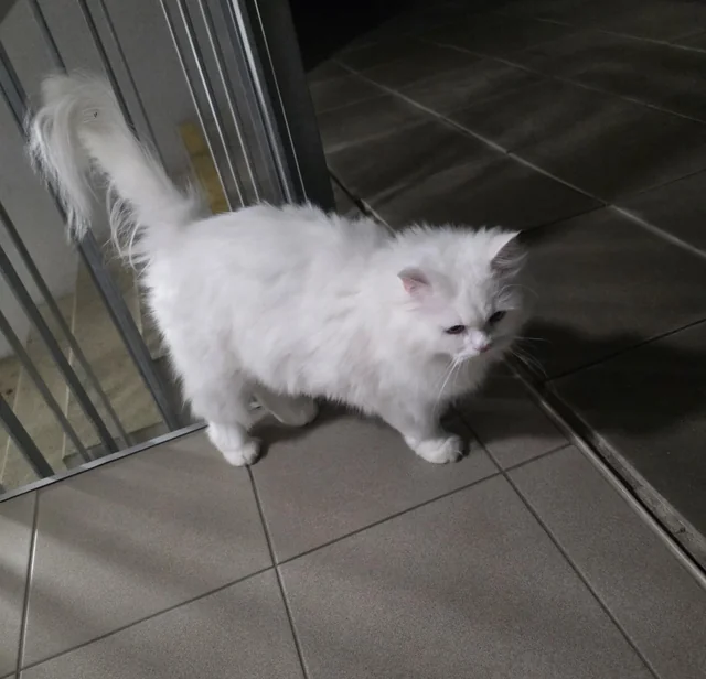 Found cat