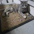 Found Cat in Fort Collins