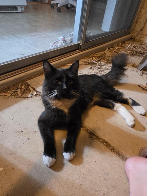 Found cat