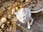 Found cat
