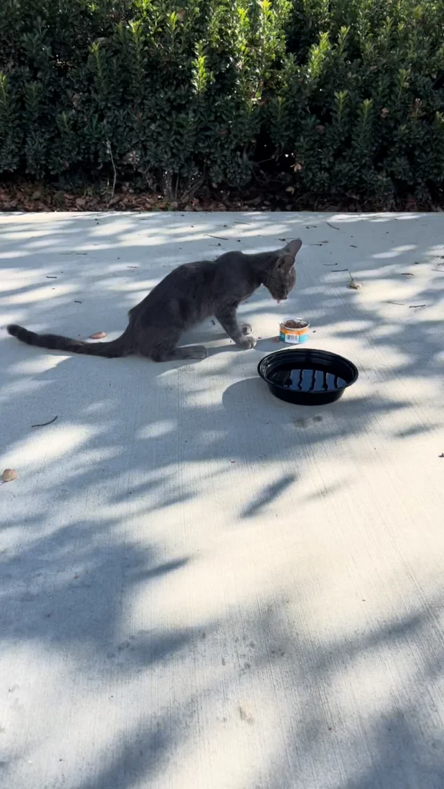 Found Cat in Commerce