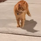 Found Cat in Burlington